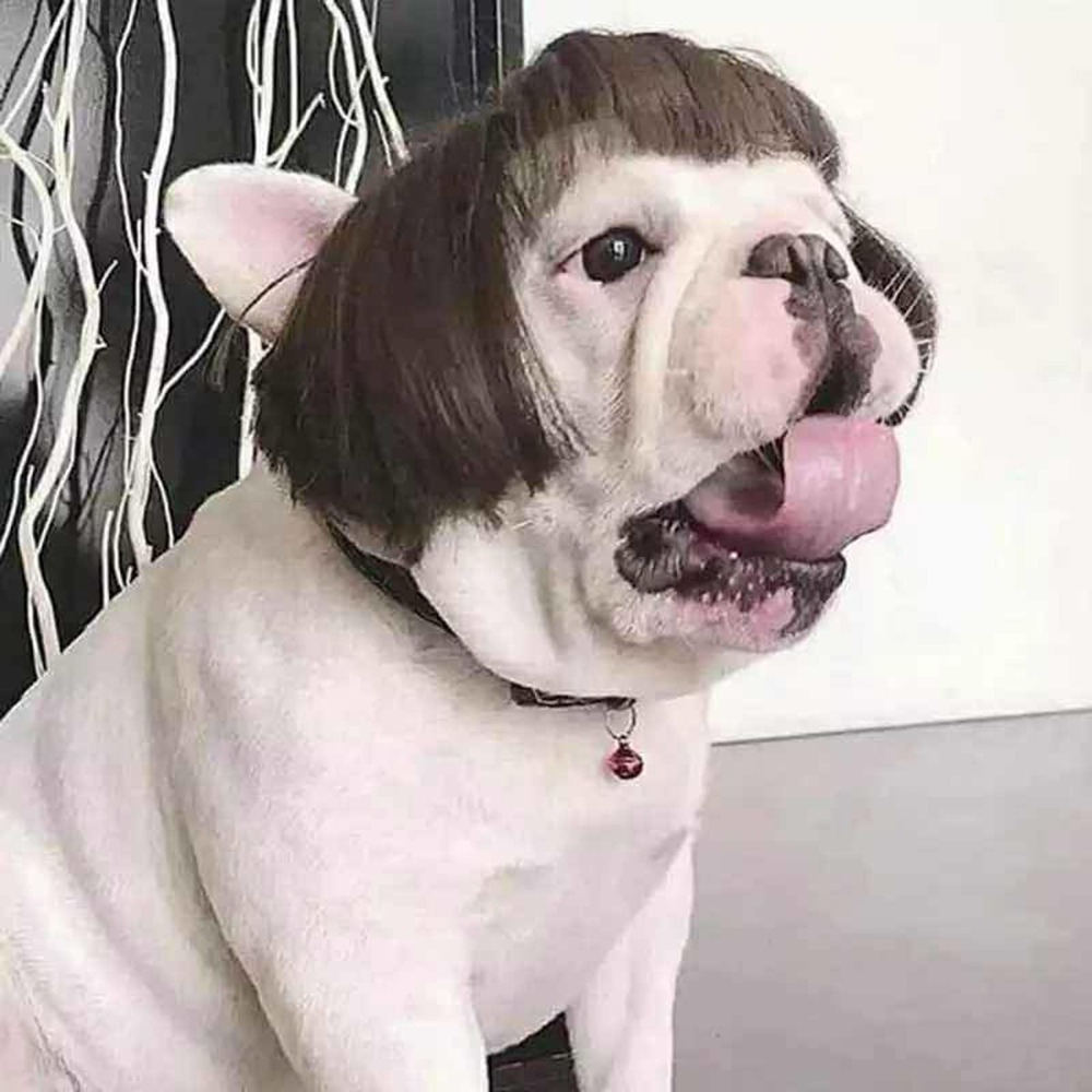 Stylish Dog Wig - Short Bob Hairstyle in Dark Brown